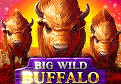 Big Wild Buffalo